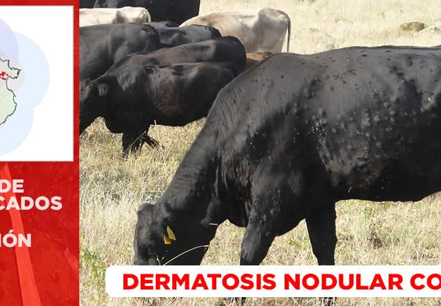 uspendido las ferias y mercados de ganado durante varias semanas
