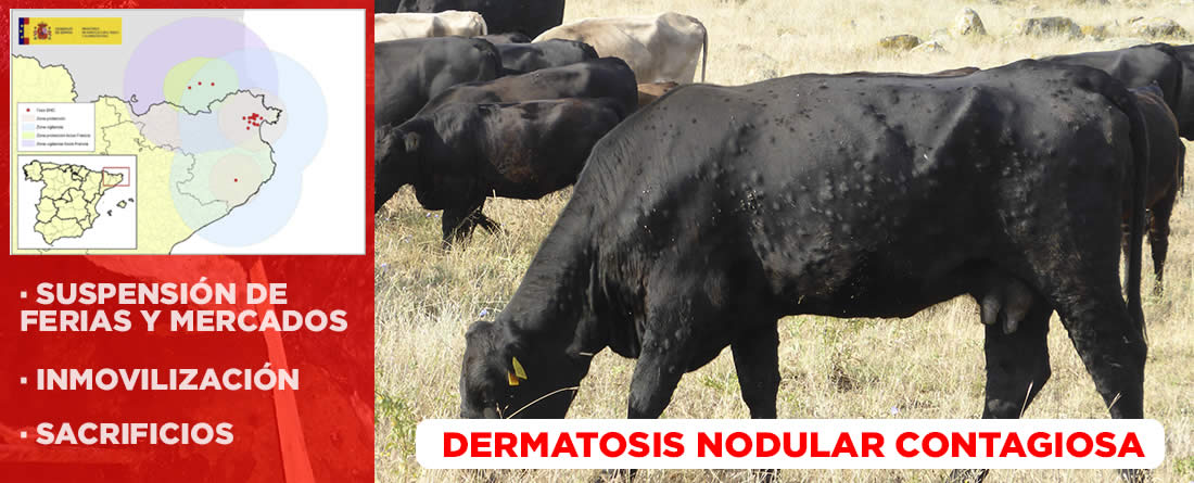uspendido las ferias y mercados de ganado durante varias semanas