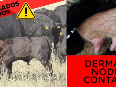 La Junta de CyL suspenderá ferias y mercados de ganado para reforzar la prevención frente a la Dermatosis Nodular Contagiosa