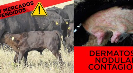La Junta de CyL suspenderá ferias y mercados de ganado para reforzar la prevención frente a la Dermatosis Nodular Contagiosa