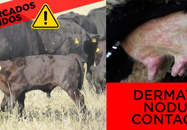 La Junta de CyL suspenderá ferias y mercados de ganado para reforzar la prevención frente a la Dermatosis Nodular Contagiosa