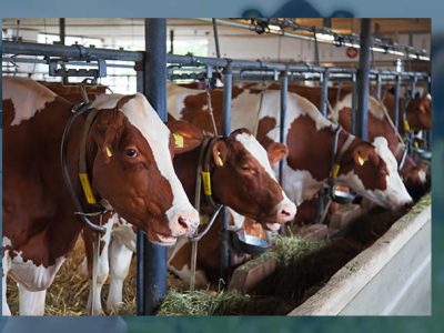 ECOGAN, la herramienta para las emisiones de vacuno, reconocida por la FAO