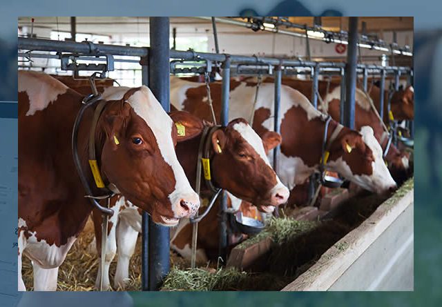 ECOGAN, la herramienta para las emisiones de vacuno, reconocida por la FAO