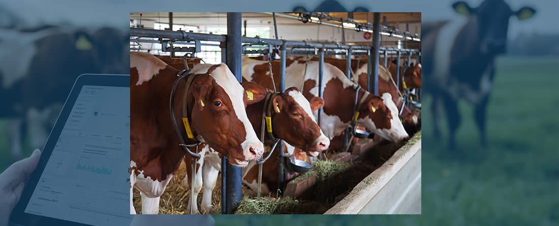 ECOGAN, la herramienta para las emisiones de vacuno, reconocida por la FAO