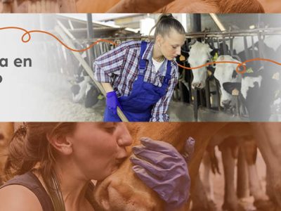 La selección genética en vacuno lechero reduce hasta un 12,9% las emisiones de metano por kg de leche, manteniendo la productividad y el bienestar animal.