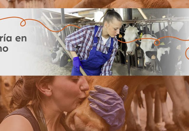 La selección genética en vacuno lechero reduce hasta un 12,9% las emisiones de metano por kg de leche, manteniendo la productividad y el bienestar animal.