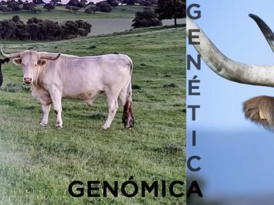 Genética y genómica en vacuno de carne: adaptando el animal al territorio y maximizando la rentabilidad