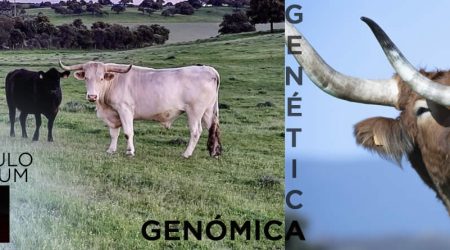 Genética y genómica en vacuno de carne: adaptando el animal al territorio y maximizando la rentabilidad