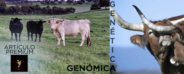Genética y genómica en vacuno de carne: adaptando el animal al territorio y maximizando la rentabilidad