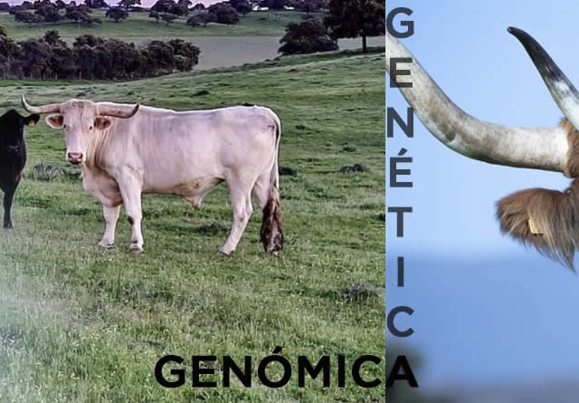 Genética y genómica en vacuno de carne: adaptando el animal al territorio y maximizando la rentabilidad