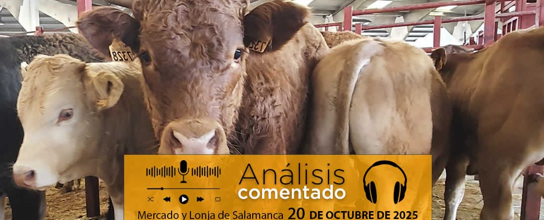 Análisis de la lonja y mercado de ganado vacuno de Salamanca 20 de octubre de 2025