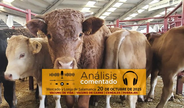 Análisis de la lonja y mercado de ganado vacuno de Salamanca 20 de octubre de 2025