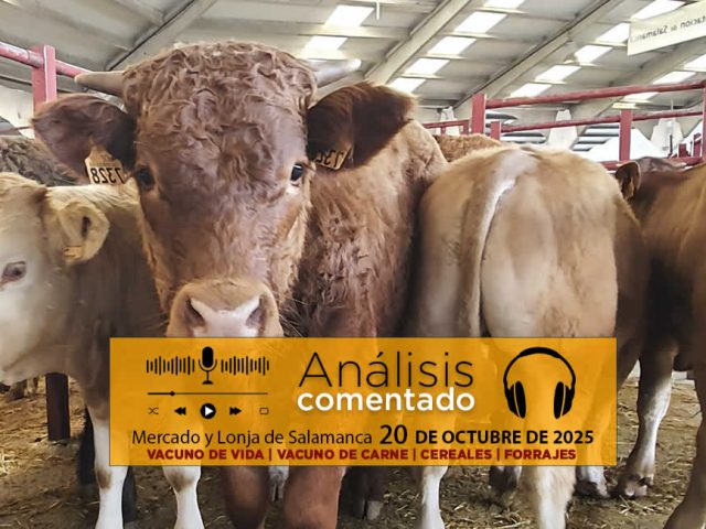 Análisis de la lonja y mercado de ganado vacuno de Salamanca 20 de octubre de 2025