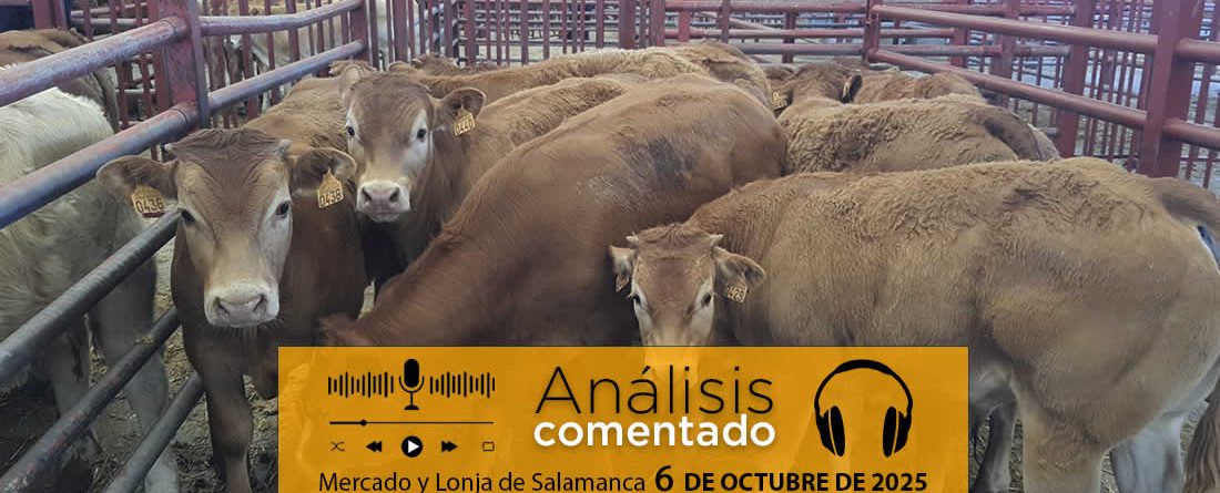Análisis de la lonja y mercado de ganado de Salamanca 6 de octubre de 2025