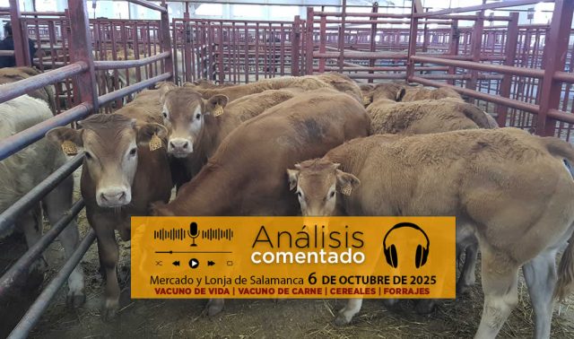 Análisis de la lonja y mercado de ganado de Salamanca 6 de octubre de 2025