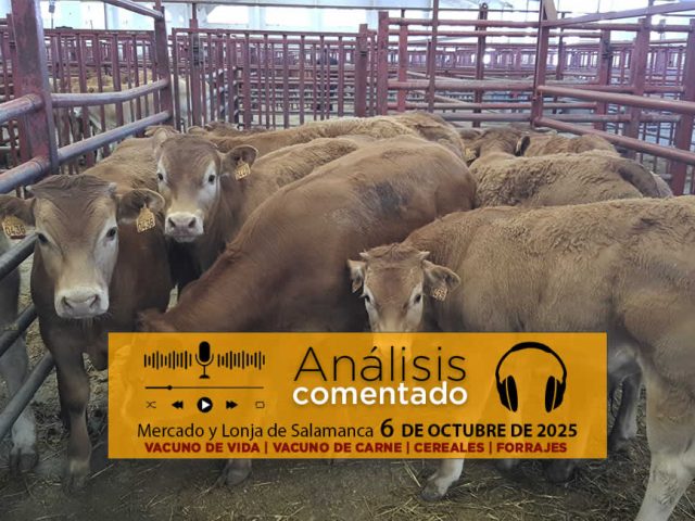 Análisis de la lonja y mercado de ganado de Salamanca 6 de octubre de 2025