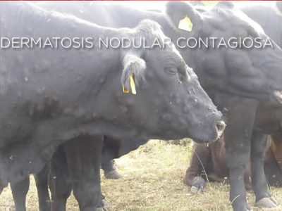 Unión de Uniones reclama al MAPA que ejerza de buen coordinador entre las CC.AA para atajar la DNC con efectividad