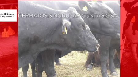 Unión de Uniones reclama al MAPA que ejerza de buen coordinador entre las CC.AA para atajar la DNC con efectividad