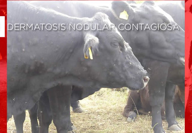 Unión de Uniones reclama al MAPA que ejerza de buen coordinador entre las CC.AA para atajar la DNC con efectividad