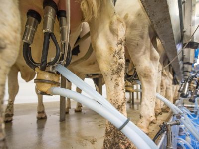 Unión de Uniones aplaude la decisión del Tribunal Supremo de paralizar la macrogranja de Noviercas