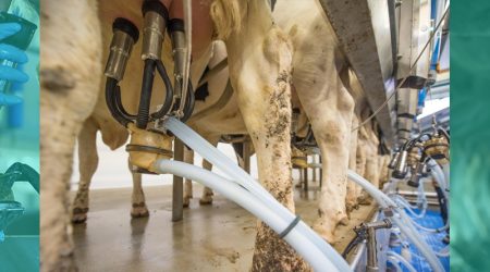 Unión de Uniones aplaude la decisión del Tribunal Supremo de paralizar la macrogranja de Noviercas