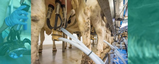 Unión de Uniones aplaude la decisión del Tribunal Supremo de paralizar la macrogranja de Noviercas