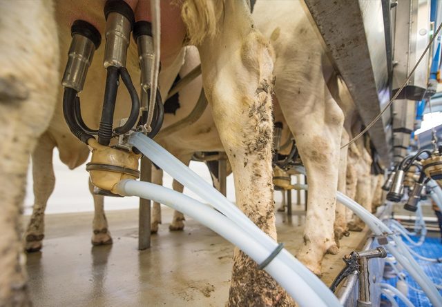 Unión de Uniones aplaude la decisión del Tribunal Supremo de paralizar la macrogranja de Noviercas