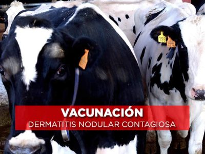 España propone ampliar la vacunación de emergencia contra la dermatosis nodular contagiosa en Cataluña y Aragón