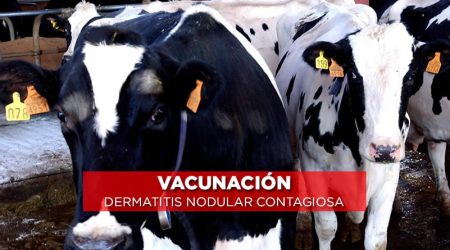 España propone ampliar la vacunación de emergencia contra la dermatosis nodular contagiosa en Cataluña y Aragón