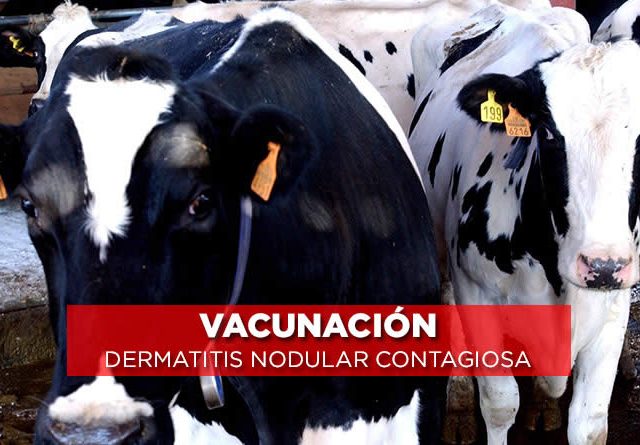 España propone ampliar la vacunación de emergencia contra la dermatosis nodular contagiosa en Cataluña y Aragón