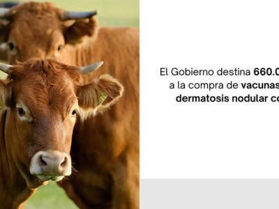 660.000 euros para la compra de vacunas contra la dermatosis nodular contagiosa