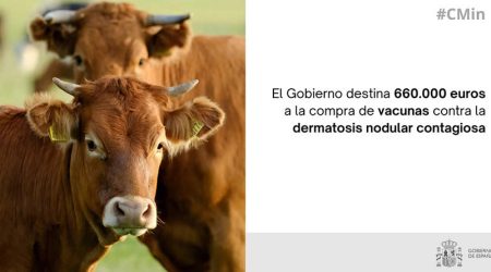 660.000 euros para la compra de vacunas contra la dermatosis nodular contagiosa