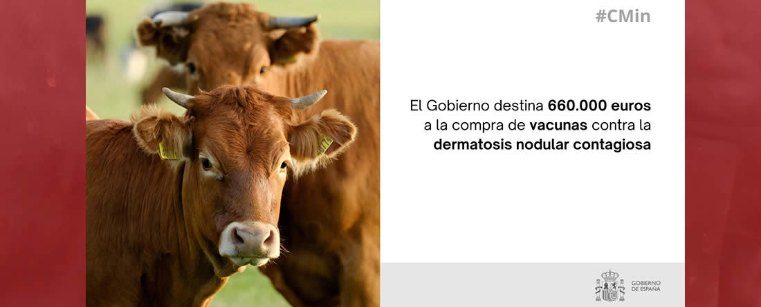 660.000 euros para la compra de vacunas contra la dermatosis nodular contagiosa