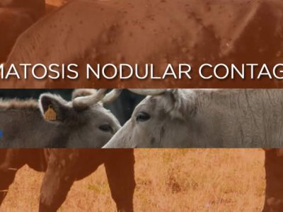 La Asociación de Ganaderos 19 de Abril solicita prorrogar las medidas cautelares frente a la Dermatosis Nodular Contagiosa en Castilla y León, por prudencia y seguridad