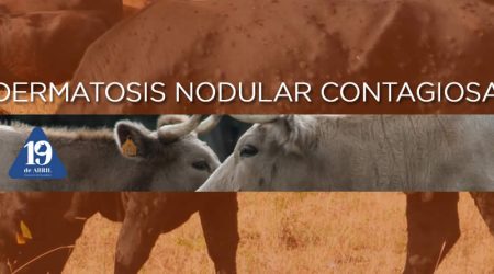 La Asociación de Ganaderos 19 de Abril solicita prorrogar las medidas cautelares frente a la Dermatosis Nodular Contagiosa en Castilla y León, por prudencia y seguridad