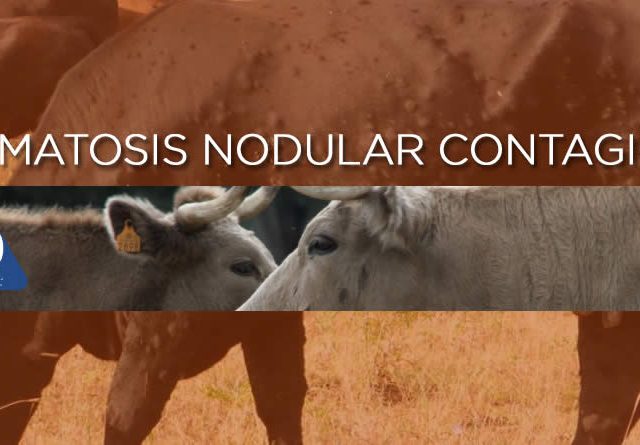 La Asociación de Ganaderos 19 de Abril solicita prorrogar las medidas cautelares frente a la Dermatosis Nodular Contagiosa en Castilla y León, por prudencia y seguridad