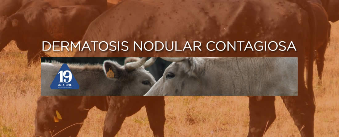 La Asociación de Ganaderos 19 de Abril solicita prorrogar las medidas cautelares frente a la Dermatosis Nodular Contagiosa en Castilla y León, por prudencia y seguridad