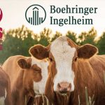 10 años de Bovela® - 33 millones de dosis aplicadas frente a la BVD