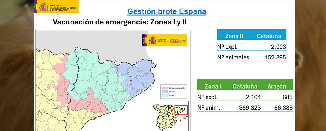 Autorizada por la Comisión Europea la ampliación del plan de vacunación de emergencia contra la dermatosis nodular contagiosa a nuevas comarcas de Cataluña y Aragón