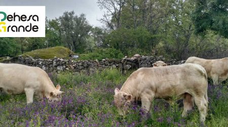 DEHESA GRANDE galardonada con el Premio Innovación en los XII Premios del Campo de El Norte de Castilla
