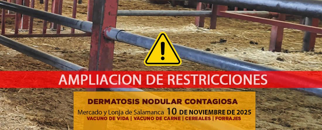 Análisis de la lonja y mercado de ganado vacuno de Salamanca 10 de noviembre de 2025