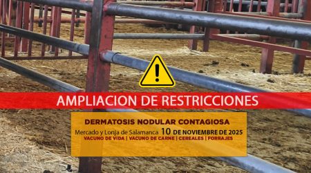 Análisis de la lonja y mercado de ganado vacuno de Salamanca 10 de noviembre de 2025
