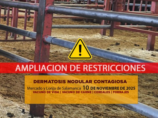 Análisis de la lonja y mercado de ganado vacuno de Salamanca 10 de noviembre de 2025