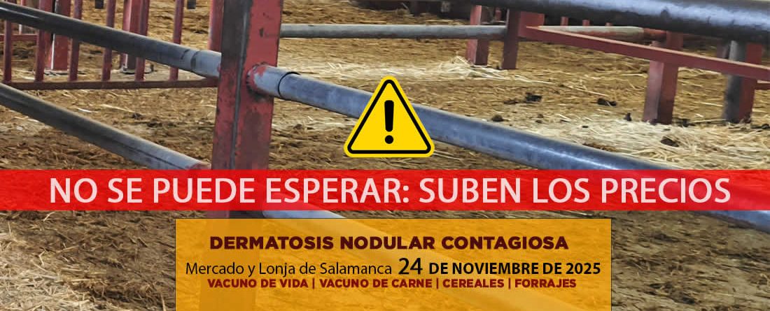 Análisis de la lonja y mercado de ganado vacuno de Salamanca 24 de noviembre de 2025