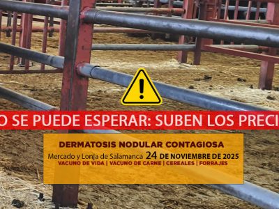 Análisis de la lonja y mercado de ganado vacuno de Salamanca 24 de noviembre de 2025