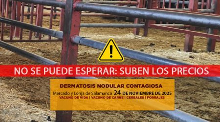 Análisis de la lonja y mercado de ganado vacuno de Salamanca 24 de noviembre de 2025