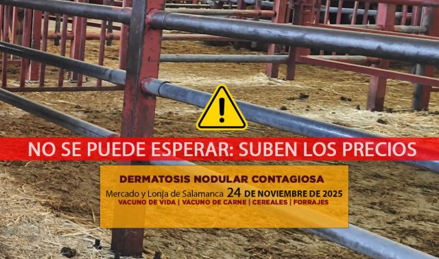 Análisis de la lonja y mercado de ganado vacuno de Salamanca 24 de noviembre de 2025