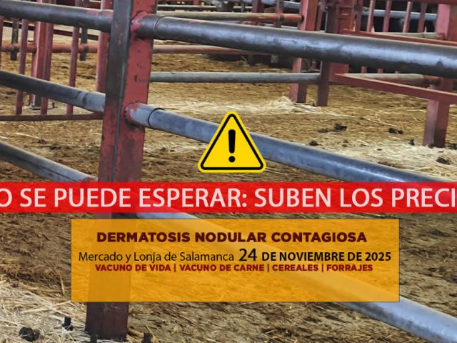 Análisis de la lonja y mercado de ganado vacuno de Salamanca 24 de noviembre de 2025