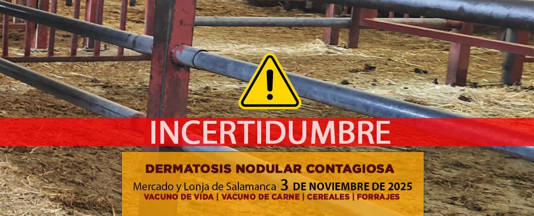 Análisis de la lonja y mercado de ganado de Salamanca 3 de noviembre de 2025