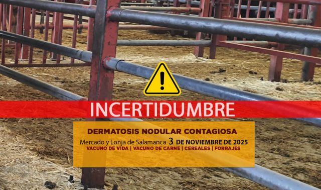 Análisis de la lonja y mercado de ganado de Salamanca 3 de noviembre de 2025